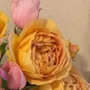 nicoの画像