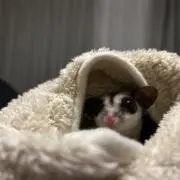 みゆはむの画像