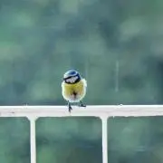 きなこ