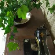 ＊minacoco＊の画像