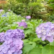 ナル☆の画像