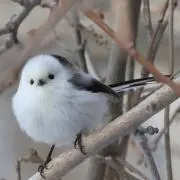 シマエナガ丸☆の画像