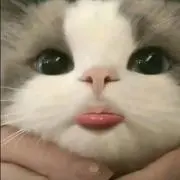 にゃんちゅうの画像