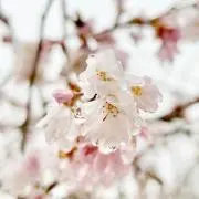 mamirinの画像