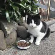 ハチワレの画像