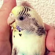 ぴこ