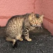HNMの画像
