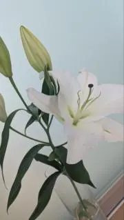 のんの画像