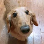 はる