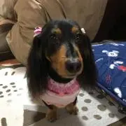 kazu