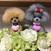 lucky poodleの画像