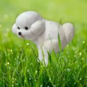 シャークの画像