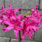 姫Flower iroha⭐︎の画像