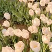 ちゃんしーの画像
