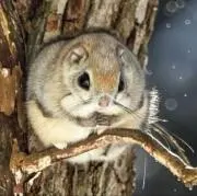 るなこの画像