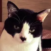 MECOの画像