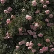 Hの画像