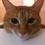 ミウミウの画像