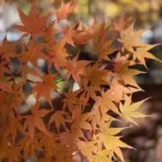 みざき