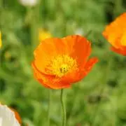 Poppyの画像