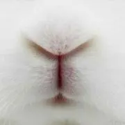 りん