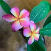 イクの画像