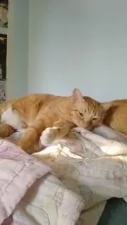 ピンク