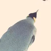 てちた