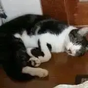 あー★の画像