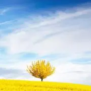 ミルルの画像