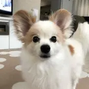 こっちゃんの画像