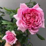 じぇいんの画像