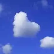 whitefoxの画像