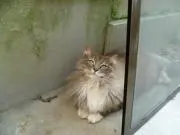 こたっちの画像