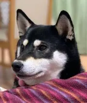 ハルちゃん