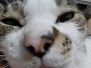 TK