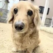 ベビーキティ ウォールポケット L 子宝柄 初代ベビーキティ ダニエル