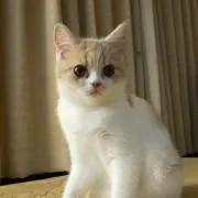 jukeの画像