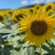 らむの画像