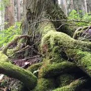 log log