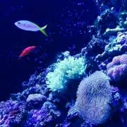 じゅん