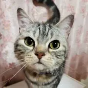 はづやん