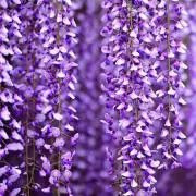 Wisteria(F)の画像