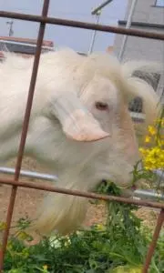 SUKEの画像
