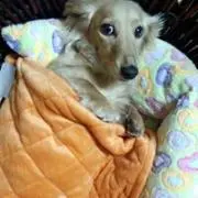 LuLu