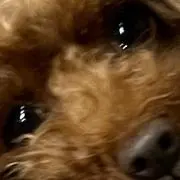 totoの画像