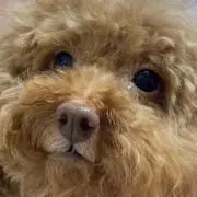sssの画像