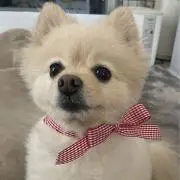 蘭子の画像