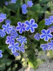 花咲.*・゜.゜・*.の画像