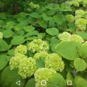 はちみつの画像